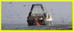 Seafood Exporter