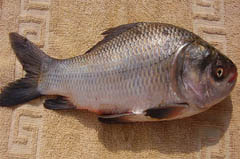 catla