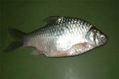 punti fish