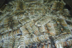 scampi frozen shrimp