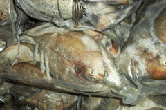 black pomfret