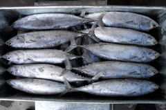 bonito tuna