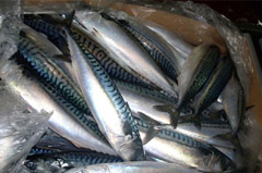 chub mackerel