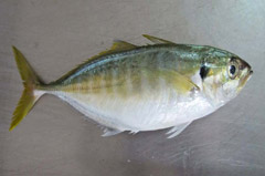 wholesale seafood