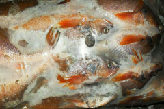 yellow croaker