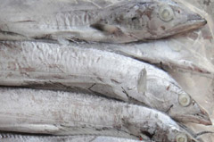 ribbon fish