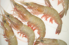 Penaeus indicus